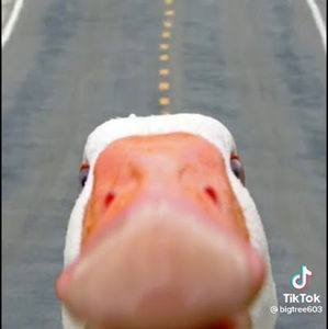 Meet your Posher, Kyler